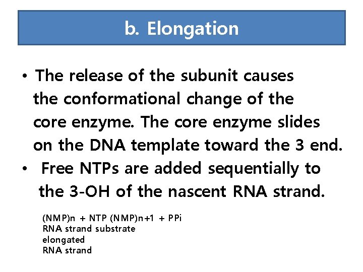 b. Elongation • The release of the subunit causes the conformational change of the