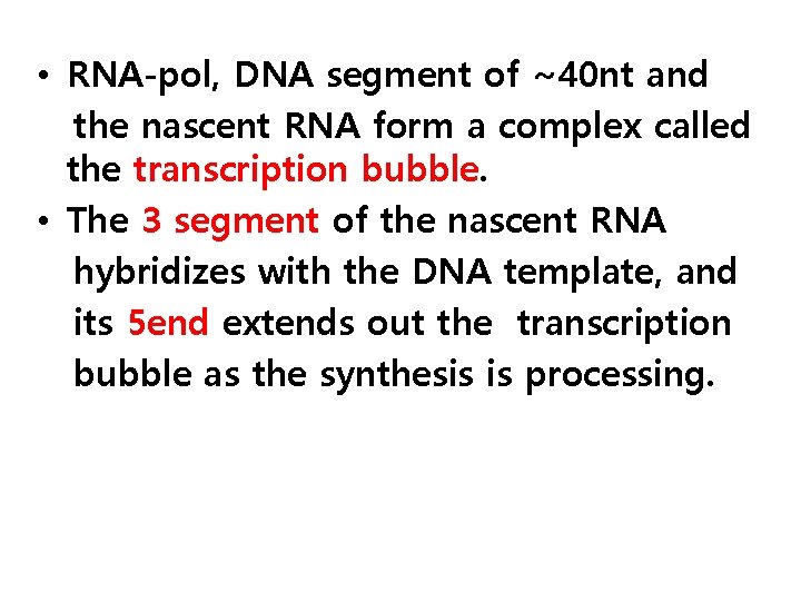  • RNA-pol, DNA segment of ~40 nt and the nascent RNA form a