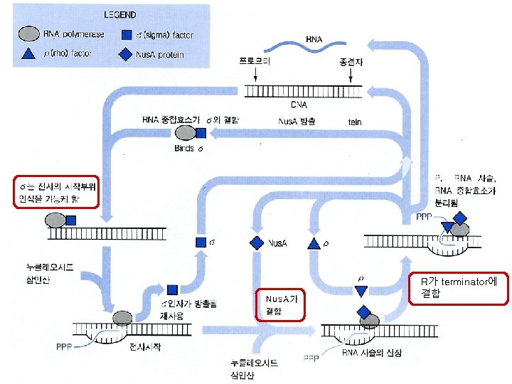 R가 terminator에 결합 