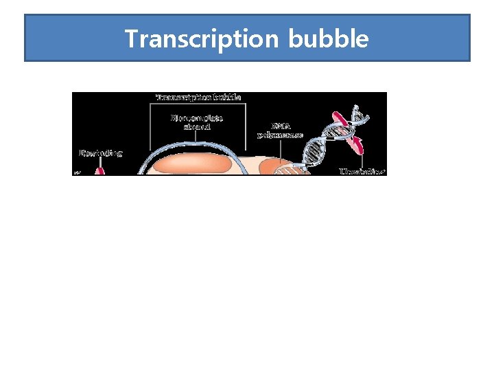 Transcription bubble 