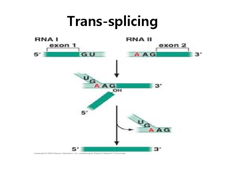 Trans-splicing 