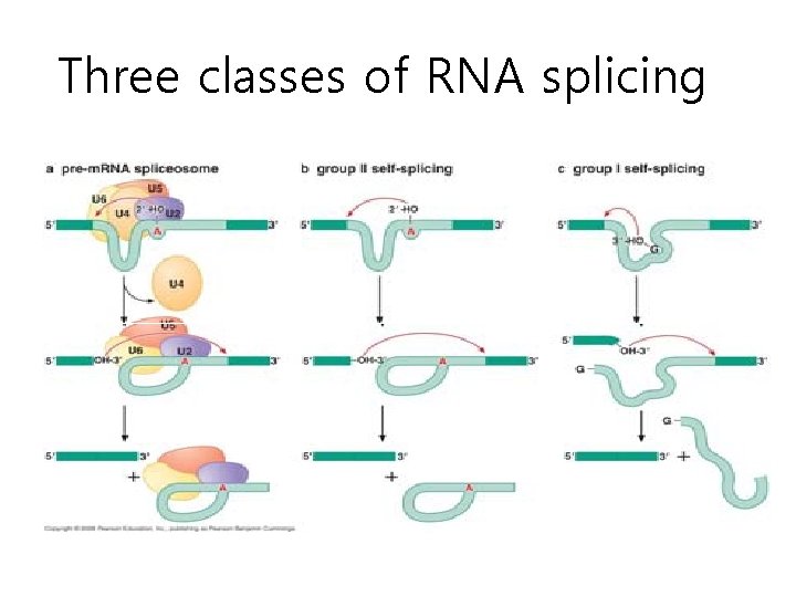 Three classes of RNA splicing 