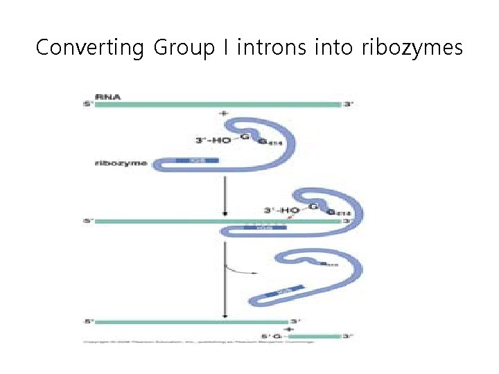 Converting Group I introns into ribozymes 