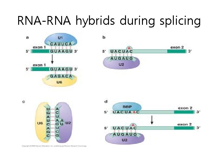 RNA-RNA hybrids during splicing 