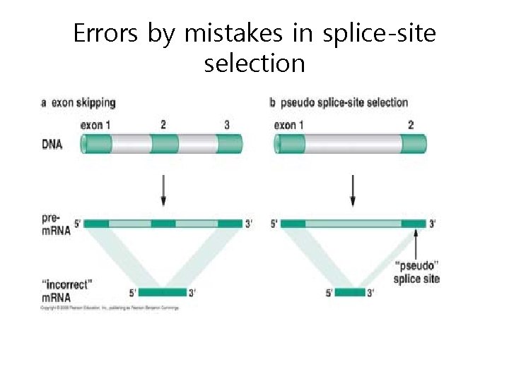 Errors by mistakes in splice-site selection 