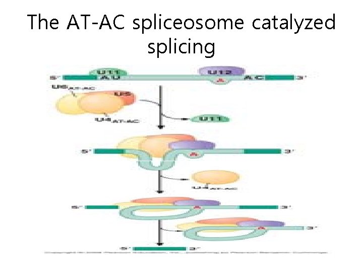 The AT-AC spliceosome catalyzed splicing 