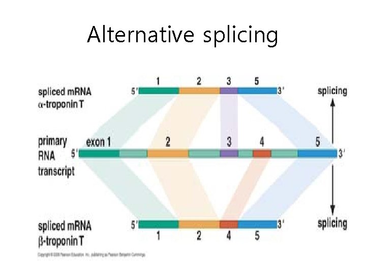 Alternative splicing 