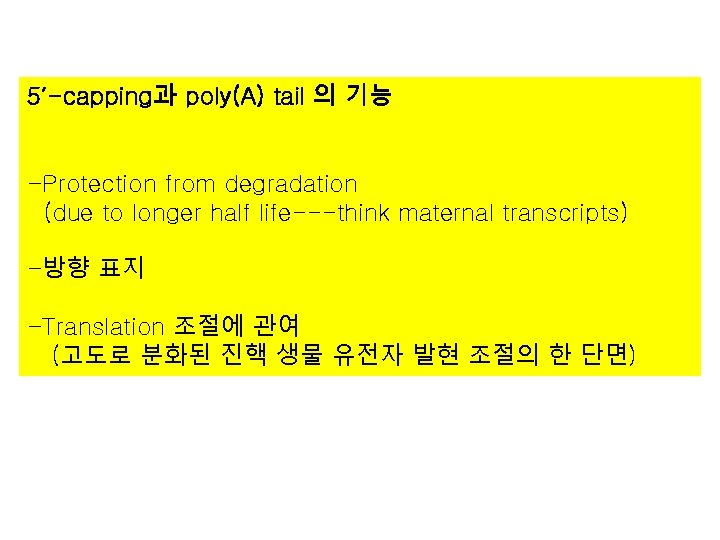 5’-capping과 poly(A) tail 의 기능 -Protection from degradation (due to longer half life---think maternal