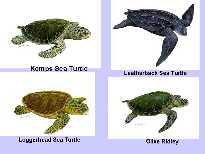 Kemps Sea Turtle Loggerhead Sea Turtle Leatherback Sea Turtle Olive Ridley 