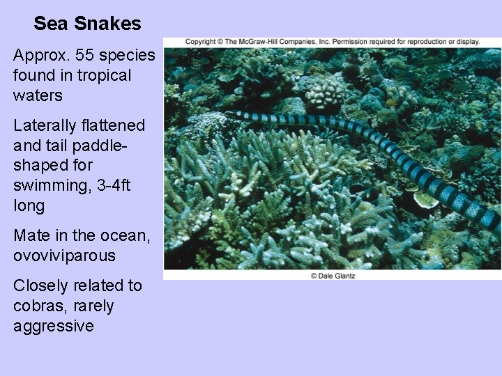 Sea Snakes Approx. 55 species found in tropical waters Laterally flattened and tail paddleshaped