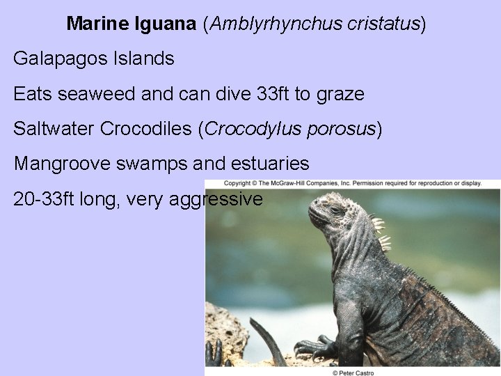 Marine Iguana (Amblyrhynchus cristatus) Galapagos Islands Eats seaweed and can dive 33 ft to