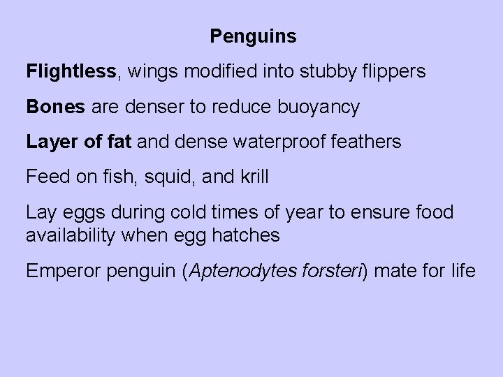 Penguins Flightless, wings modified into stubby flippers Bones are denser to reduce buoyancy Layer