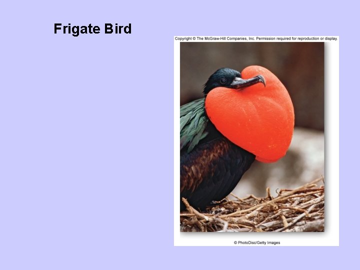 Frigate Bird 