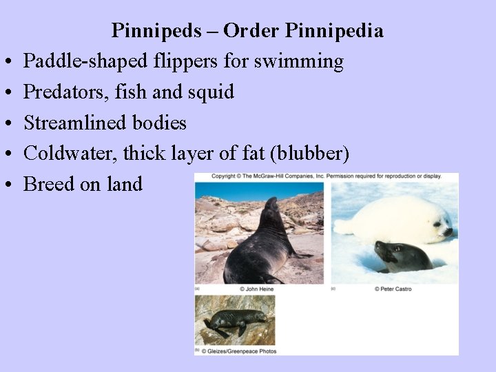  • • • Pinnipeds – Order Pinnipedia Paddle-shaped flippers for swimming Predators, fish