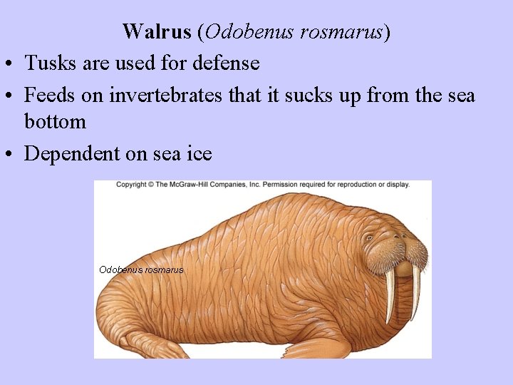 Walrus (Odobenus rosmarus) • Tusks are used for defense • Feeds on invertebrates that