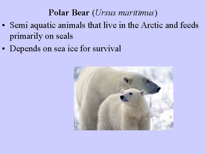 Polar Bear (Ursus maritimus) • Semi aquatic animals that live in the Arctic and