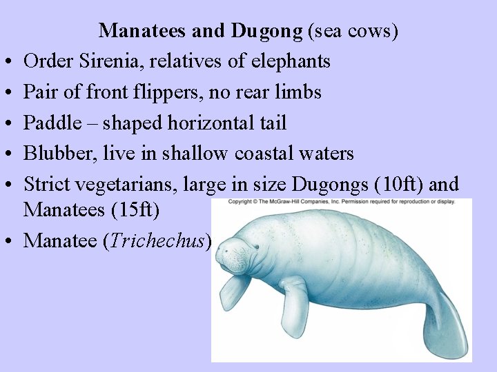 • • • Manatees and Dugong (sea cows) Order Sirenia, relatives of elephants