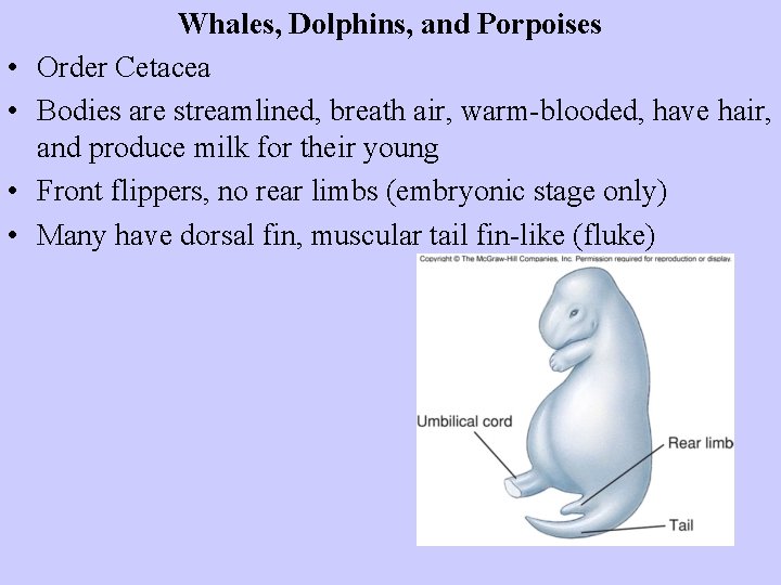  • • Whales, Dolphins, and Porpoises Order Cetacea Bodies are streamlined, breath air,