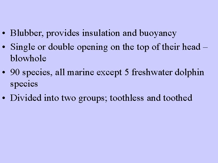  • Blubber, provides insulation and buoyancy • Single or double opening on the