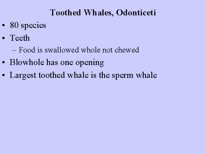 Toothed Whales, Odonticeti • 80 species • Teeth – Food is swallowed whole not