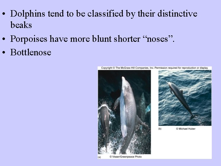  • Dolphins tend to be classified by their distinctive beaks • Porpoises have