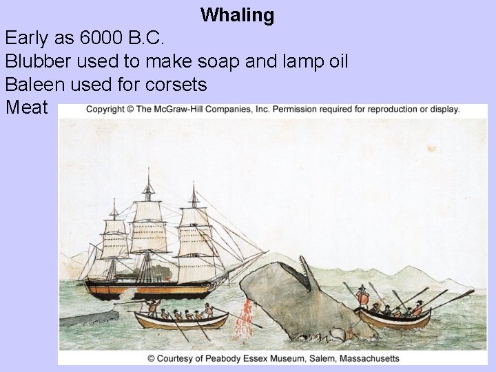 Whaling Early as 6000 B. C. Blubber used to make soap and lamp oil