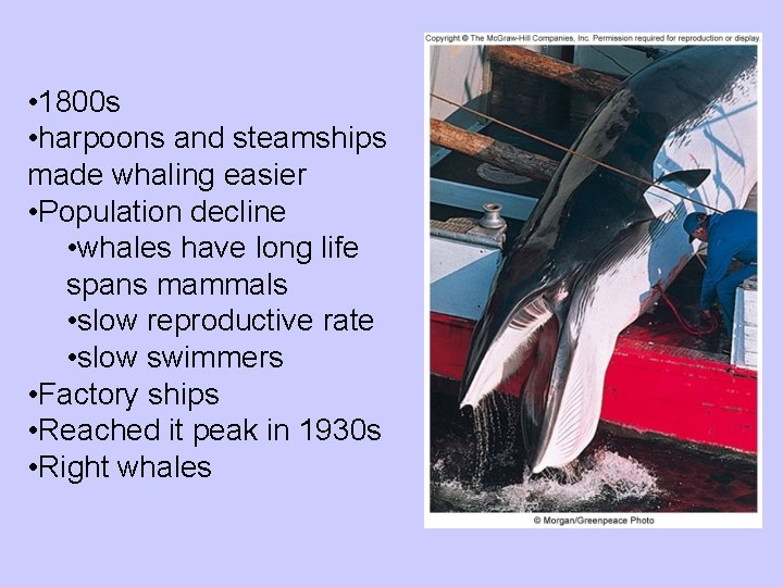  • 1800 s • harpoons and steamships made whaling easier • Population decline