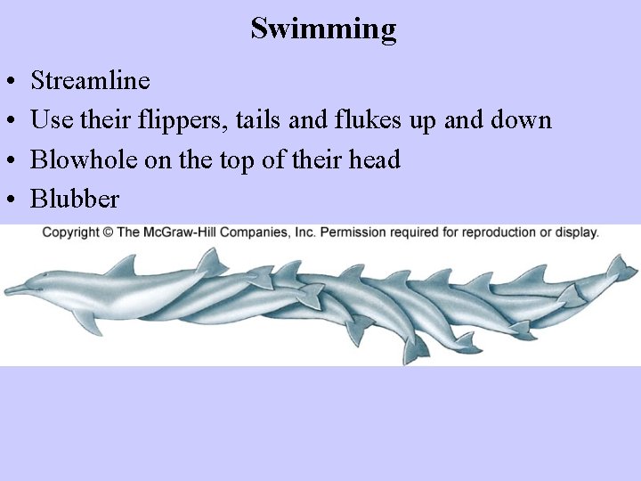 Swimming • • Streamline Use their flippers, tails and flukes up and down Blowhole