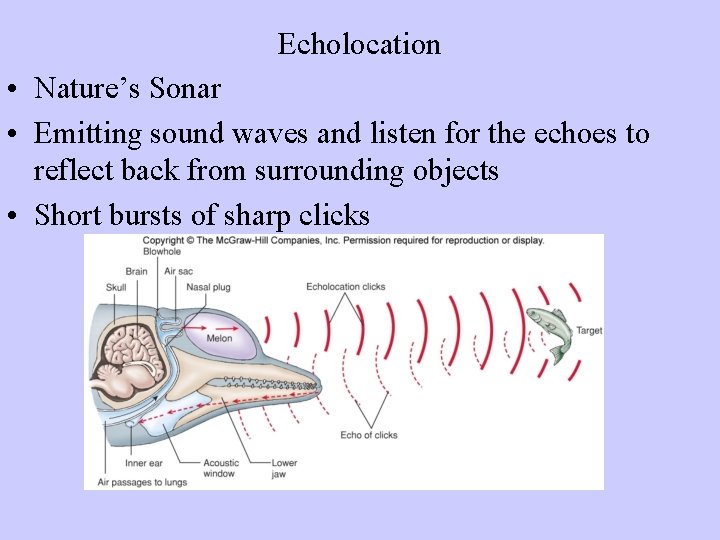Echolocation • Nature’s Sonar • Emitting sound waves and listen for the echoes to