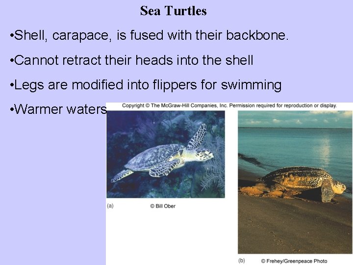 Sea Turtles • Shell, carapace, is fused with their backbone. • Cannot retract their