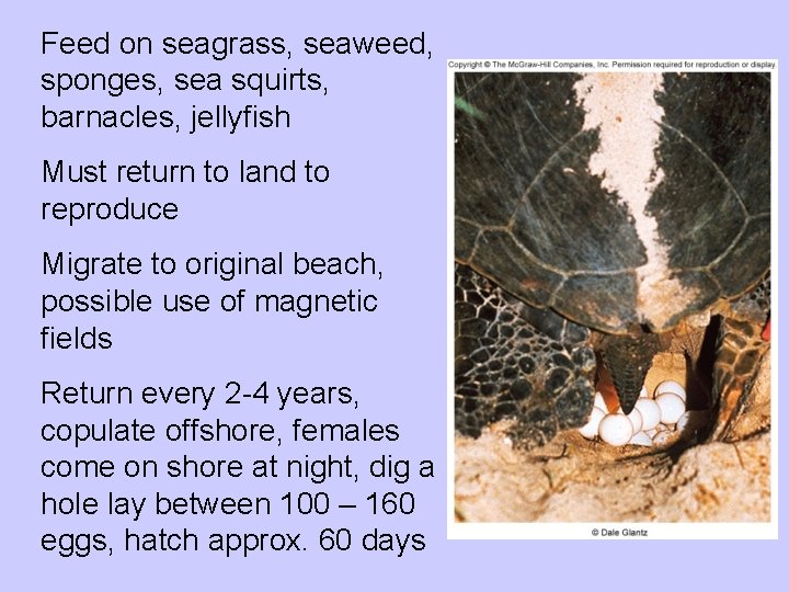 Feed on seagrass, seaweed, sponges, sea squirts, barnacles, jellyfish Must return to land to