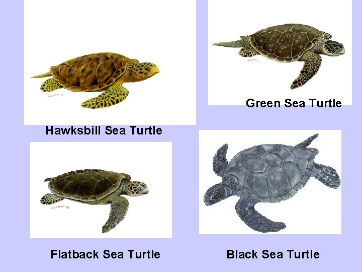 Green Sea Turtle Hawksbill Sea Turtle Flatback Sea Turtle Black Sea Turtle 