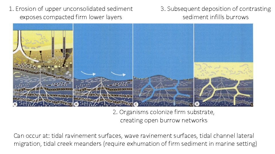 1. Erosion of upper unconsolidated sediment exposes compacted firm lower layers 3. Subsequent deposition
