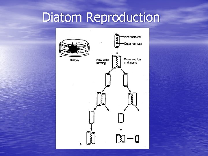 Diatom Reproduction 