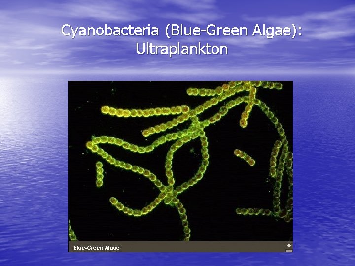 Cyanobacteria (Blue-Green Algae): Ultraplankton 