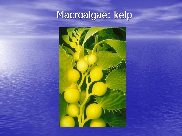 Macroalgae: kelp 