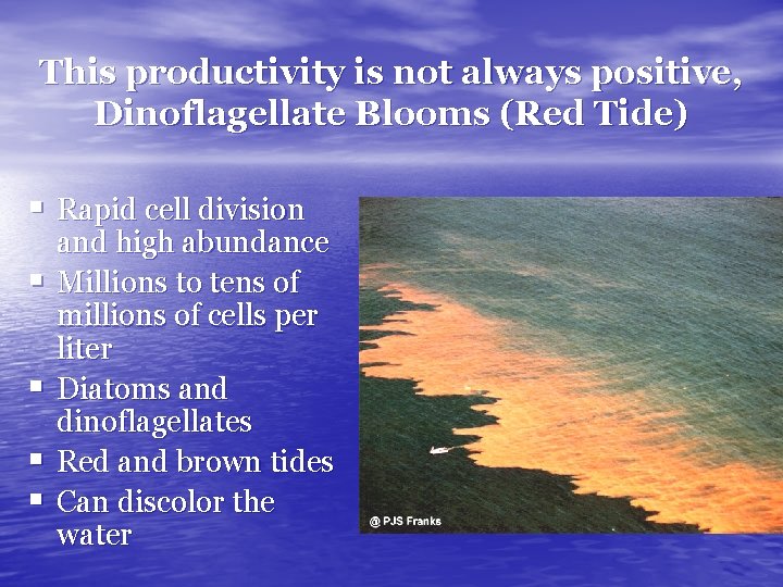 This productivity is not always positive, Dinoflagellate Blooms (Red Tide) § Rapid cell division