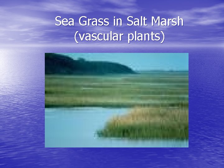 Sea Grass in Salt Marsh (vascular plants) 