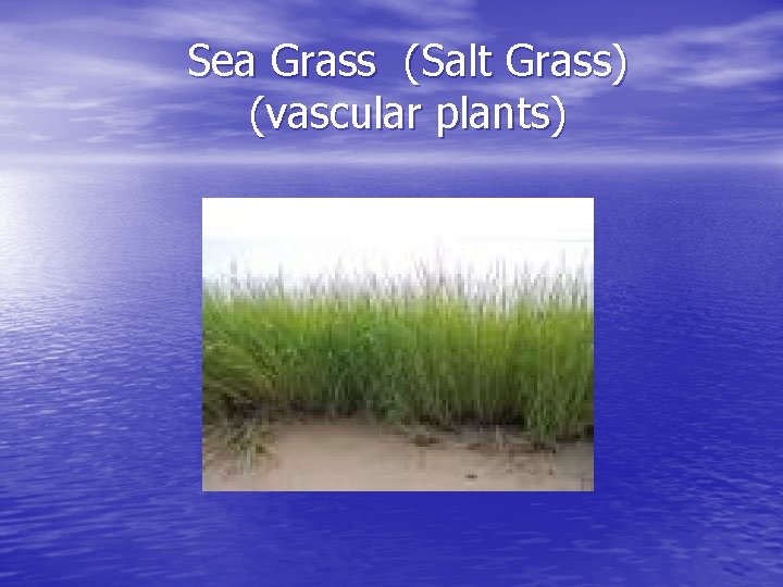 Sea Grass (Salt Grass) (vascular plants) 