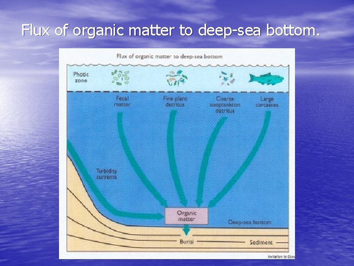 Flux of organic matter to deep-sea bottom. 