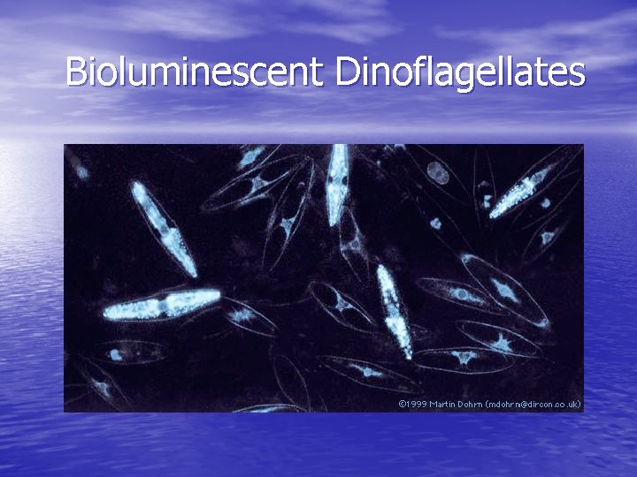 Bioluminescent Dinoflagellates 