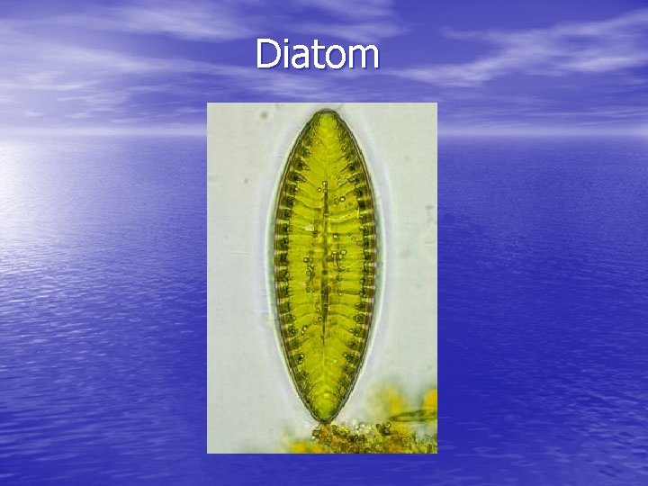 Diatom 