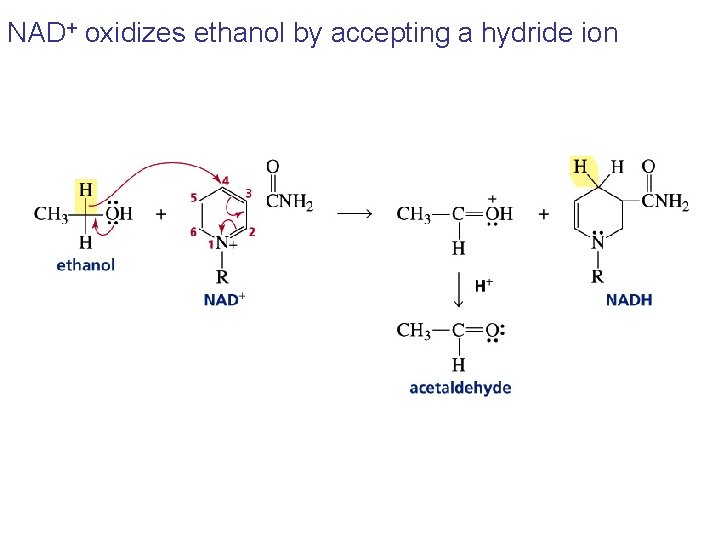 NAD+ oxidizes ethanol by accepting a hydride ion 