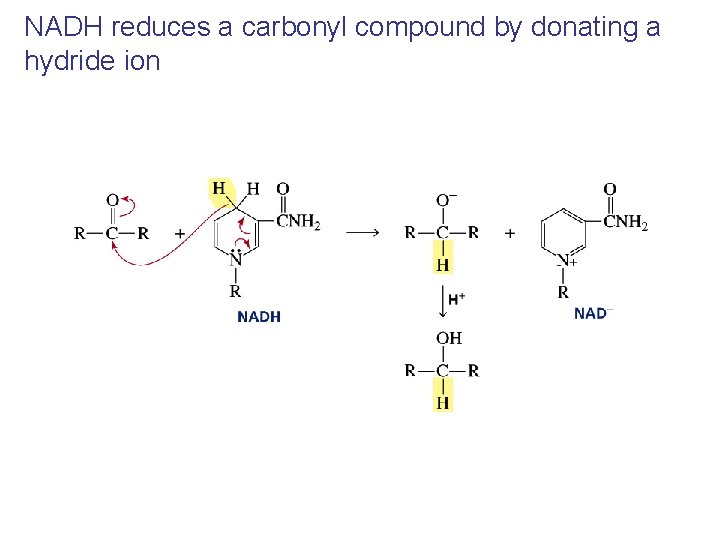 NADH reduces a carbonyl compound by donating a hydride ion 