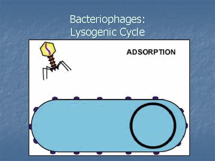 Bacteriophages: Lysogenic Cycle 