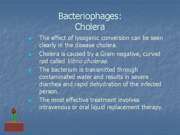 Bacteriophages: Cholera n n The effect of lysogenic conversion can be seen clearly in