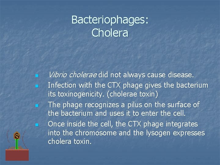 Bacteriophages: Cholera n n Vibrio cholerae did not always cause disease. Infection with the