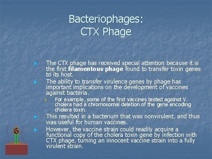 Bacteriophages: CTX Phage n n The CTX phage has received special attention because it