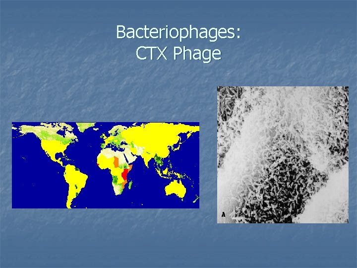 Bacteriophages: CTX Phage 