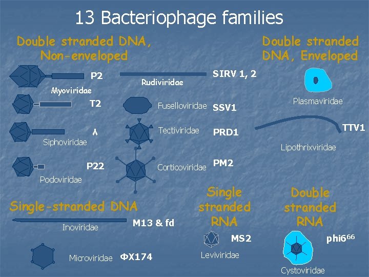 13 Bacteriophage families Double stranded DNA, Non-enveloped P 2 T 2 Fuselloviridae SSV 1